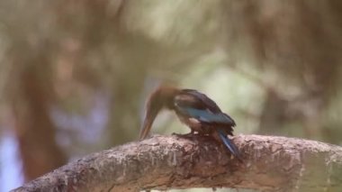 Beyaz kingfishers memeli