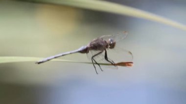 Yusufçuk dal üzerinde oturur