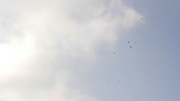 Az égen repülő madarak — Stock videók