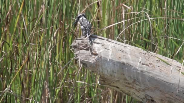 Vogel zit op de stam boom — Stockvideo