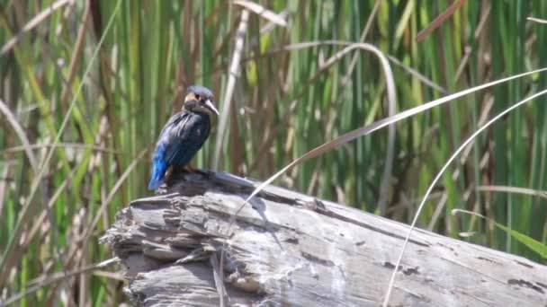 Pájaro se sienta en árbol de tronco — Vídeo de stock