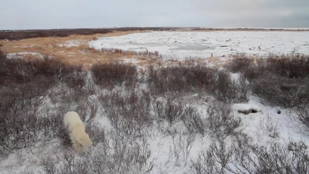 Oso caminando en el paisaje ártico — Vídeos de Stock