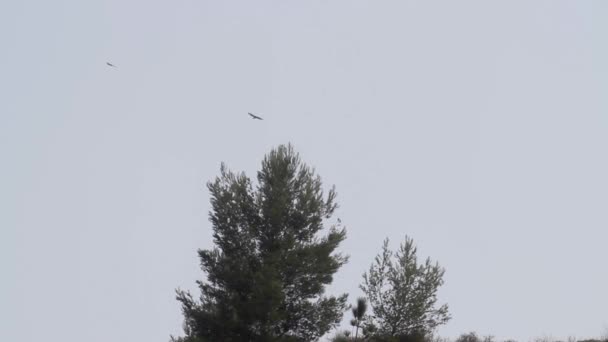Птицы летают над деревьями — стоковое видео