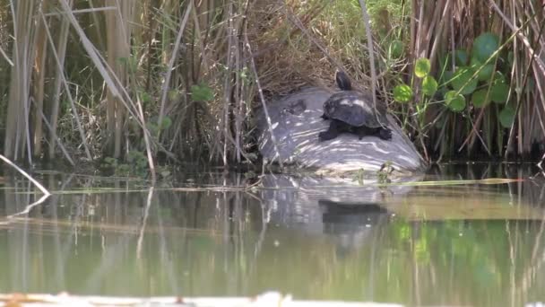 Tortuga descansando en el tronco del árbol — Vídeos de Stock