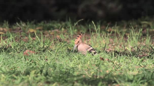 Hoopoe oiseau sur le sol — Video