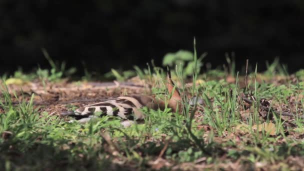 후투티 새가 지상에 먹이 — 비디오