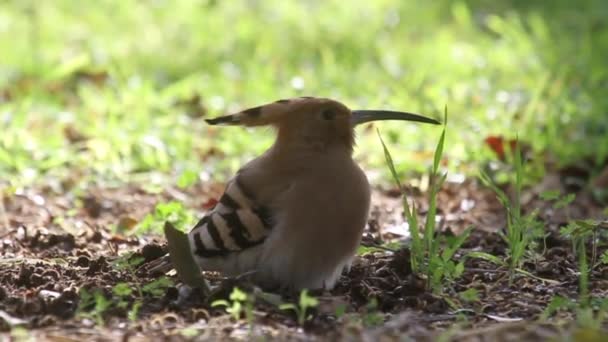 Hoopoe pássaro no chão — Vídeo de Stock