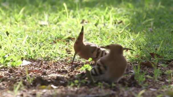 Hoopoe birds feeding on the ground — Stock Video