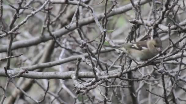 Pássaro de pardal senta-se na árvore — Vídeo de Stock