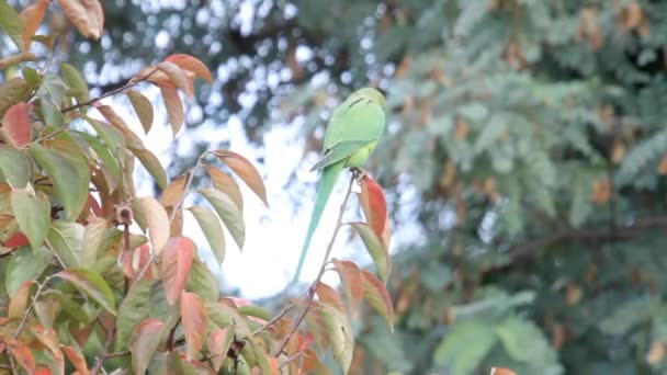 小さな緑の鳥 — ストック動画