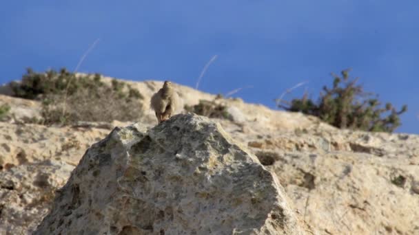 Pájaro se sienta en roca — Vídeo de stock