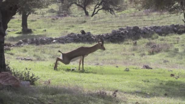 Israëlische berg gazelle — Stockvideo