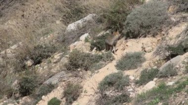 Kayaların üzerinde yürüme Fox