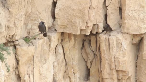 Vogel op tak preening — Stockvideo