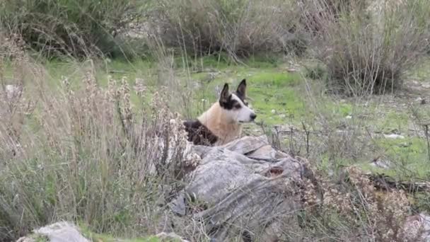 Perro salvaje ladrando — Vídeos de Stock