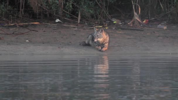 Wolf sits on shore — 图库视频影像