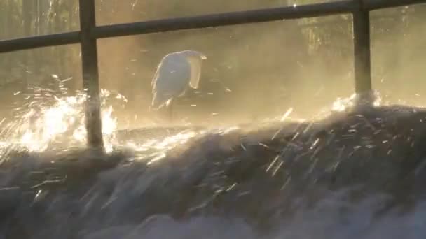 Volavka stříbřitá u vody — Stock video