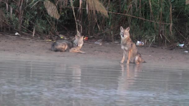 Lobos se sienta en la orilla — Vídeo de stock