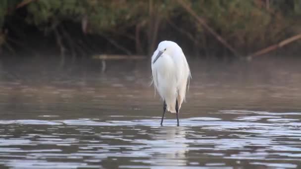 Volavka bílá stojí ve vodě — Stock video