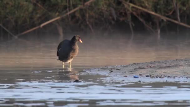 Preparación de aves en el agua — Vídeo de stock