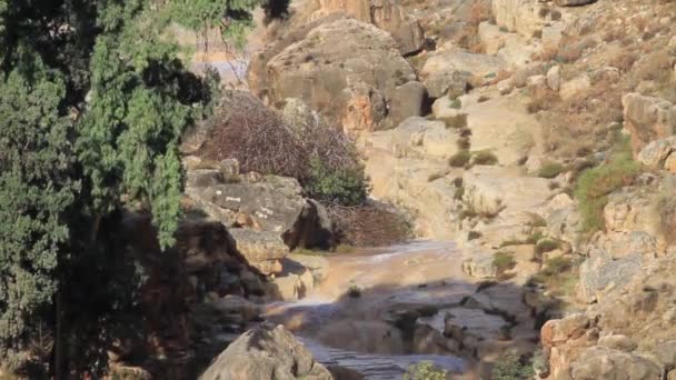 Fiume fangoso di montagna — Video Stock