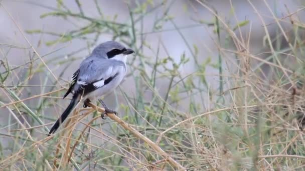 Bird sits on twig — Stock Video