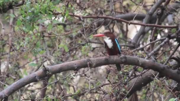 Vogeltje zit op een tak — Stockvideo