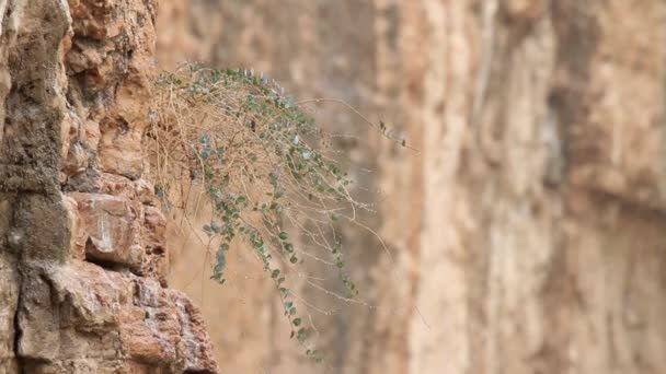 Montagnes rocheuses rouges — Video