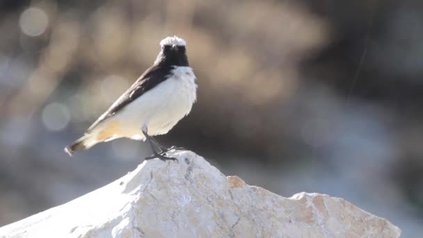 Pájaro se sienta en roca — Vídeos de Stock