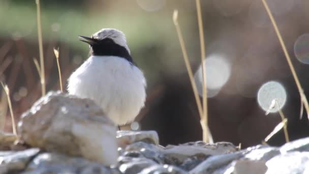 Pájaro se sienta en roca — Vídeos de Stock