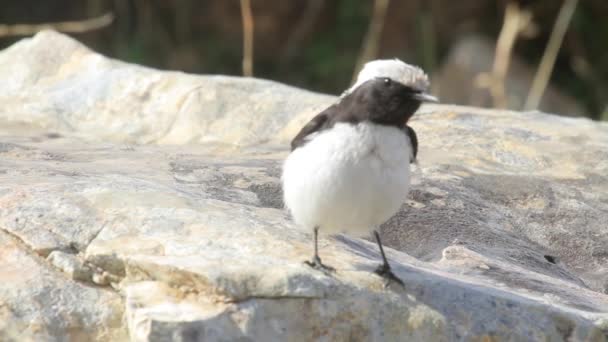 Pájaro se sienta en roca — Vídeo de stock