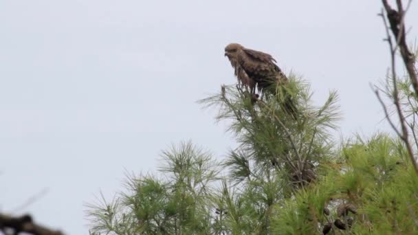 Falcon sitter på tallen — Stockvideo