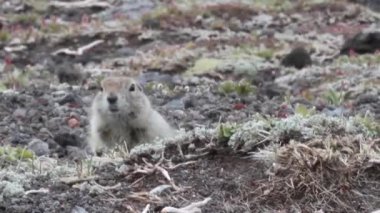 Sibirya zemin sincap 