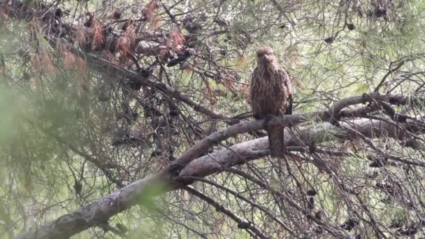 Falco siede sul pino — Video Stock
