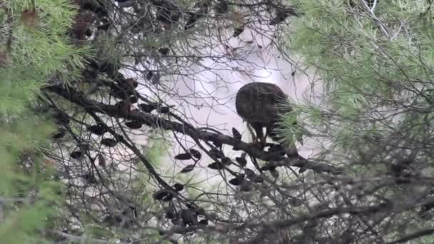 Falcon sitter på tallen — Stockvideo