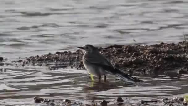 Pássaro preening na água — Vídeo de Stock