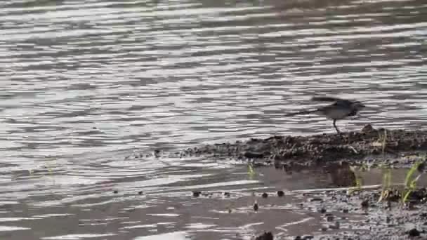 Pták preening na břehu moře — Stock video