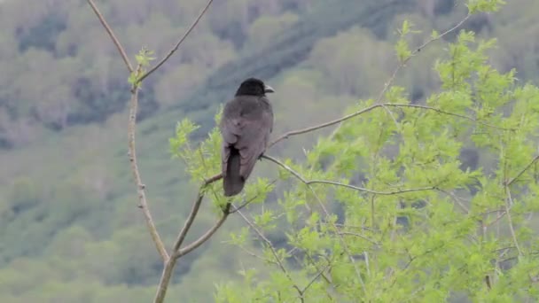 Corvo incappucciato siede sull'albero — Video Stock