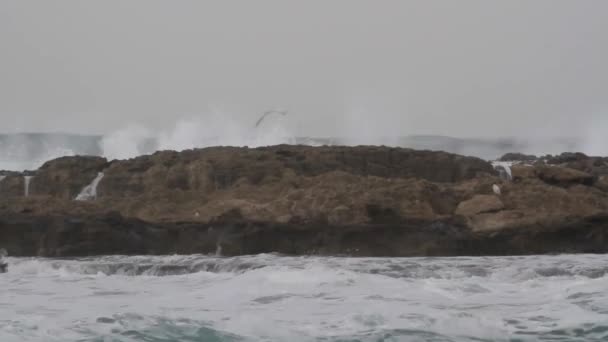 Océano olas estrellándose — Vídeo de stock