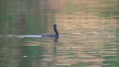 Duck swims in pond