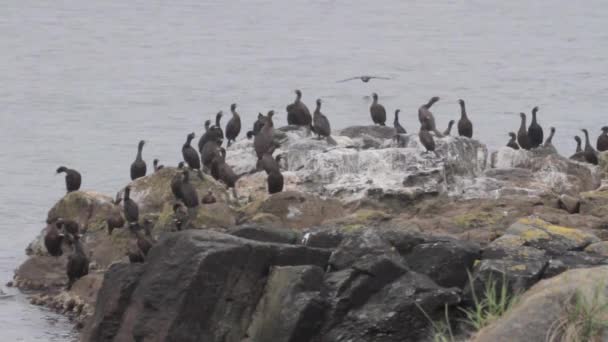 Птицы сидят на берегу — стоковое видео