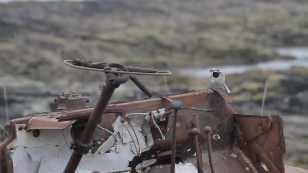 Pájaro wagtail blanco — Vídeos de Stock