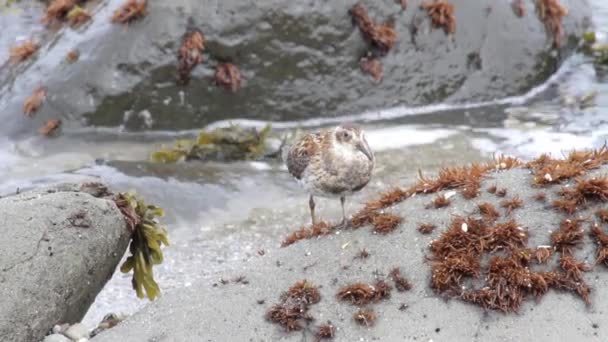 Bird stands on rock — Stockvideo