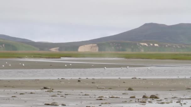 Птицы на берегу моря — стоковое видео