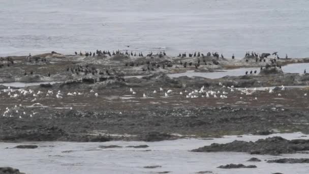 Groep zeehonden bont — Stockvideo