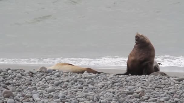 Sellos en la costa de Islandia — Vídeo de stock