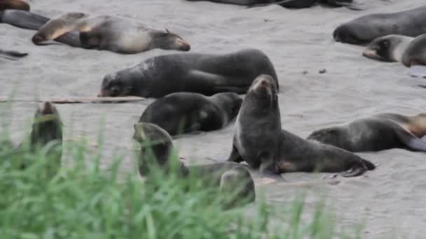 Grupo de focas de piel — Vídeo de stock