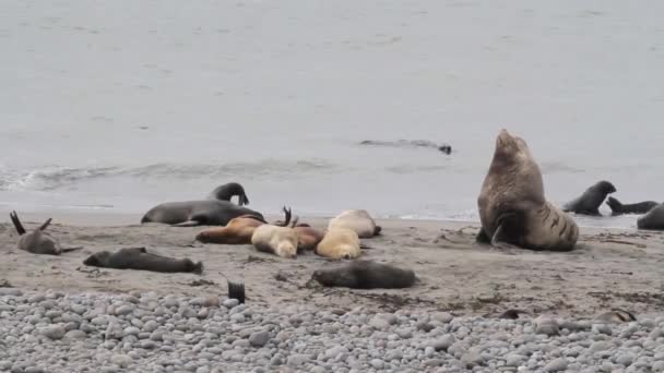 Groep zeehonden bont — Stockvideo