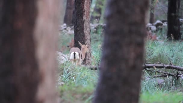 Gazelle de montagne en forêt — Video