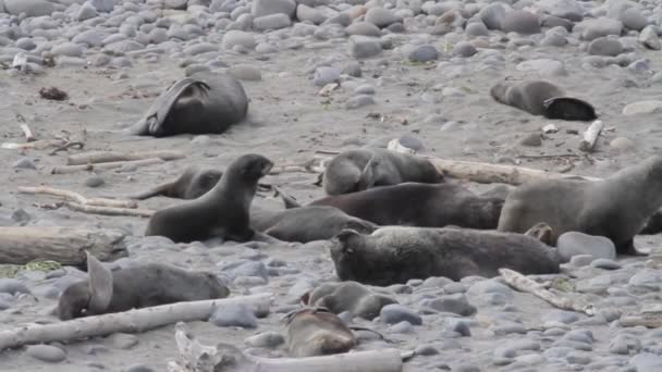 Grupo de focas de pele — Vídeo de Stock